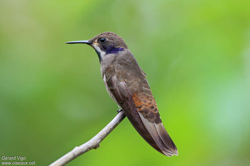 Colibri de Delphineadulte, identification