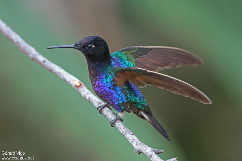 Velvet-purple Coronetadult, identification