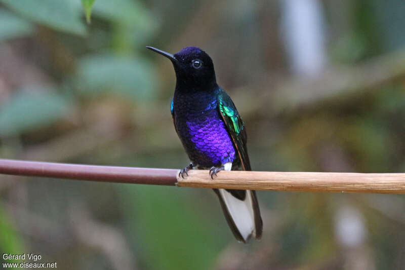 Velvet-purple Coronetadult, pigmentation