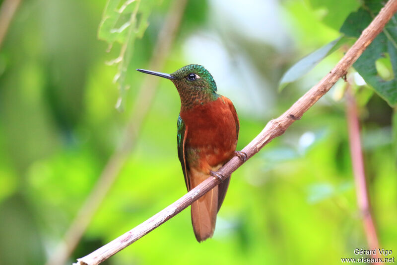 Colibri de Matthewsadulte