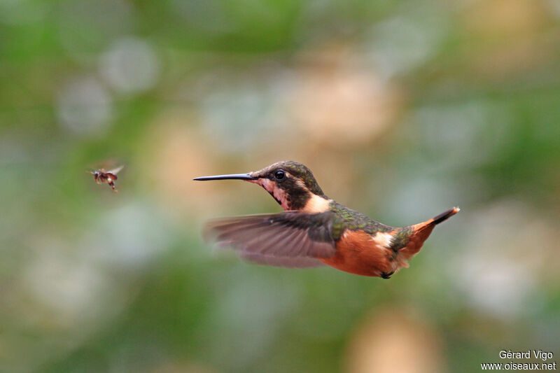 Colibri de Mitchell femelle adulte