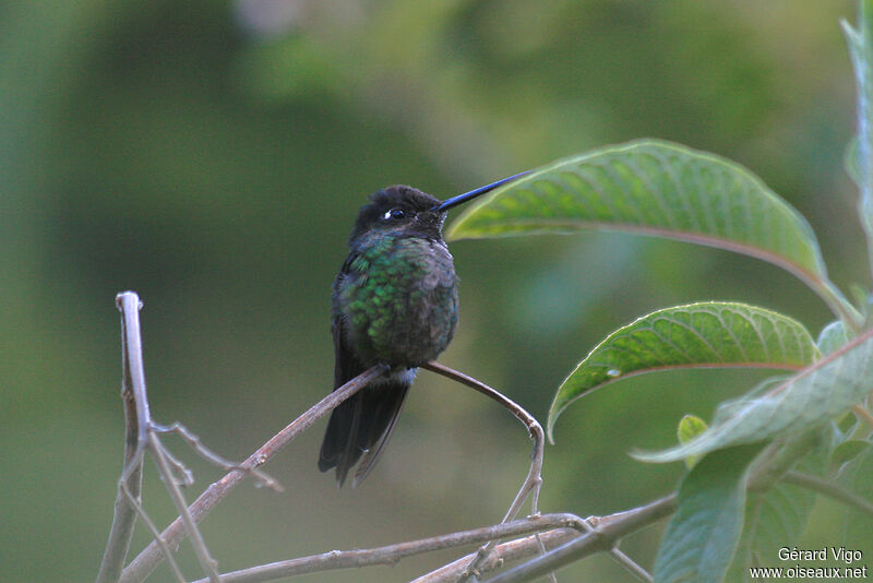 Colibri de Rivoliadulte