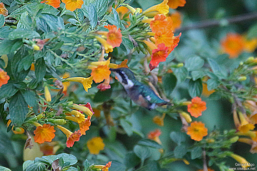 Colibri de Santa Marta
