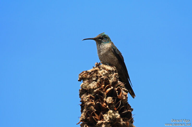 Colibri du Chimborazo femelle adulte