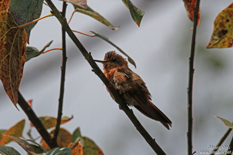 Colibri étincelantadulte