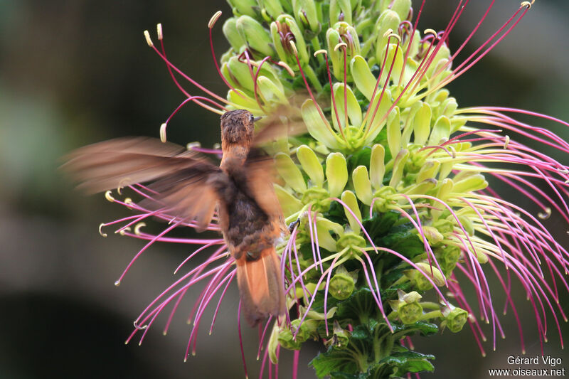 Colibri étincelantadulte