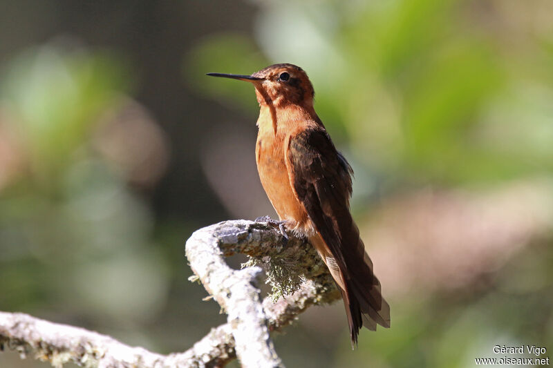 Colibri étincelantadulte