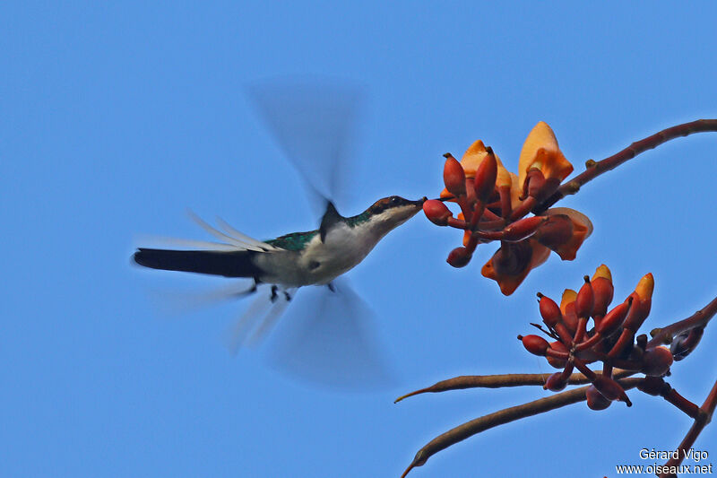 Colibri féériqueadulte, Vol, mange