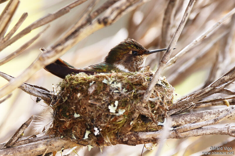 Colibri flammule femelle adulte, Nidification