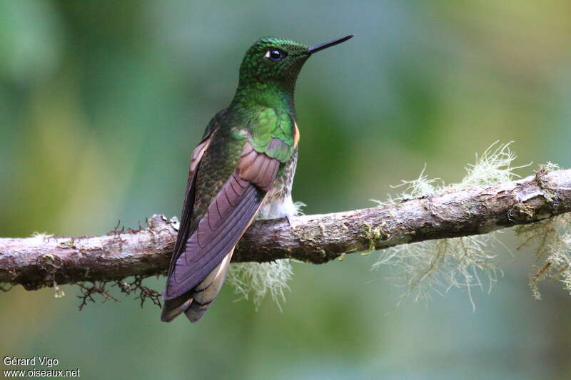 Colibri flavescentadulte