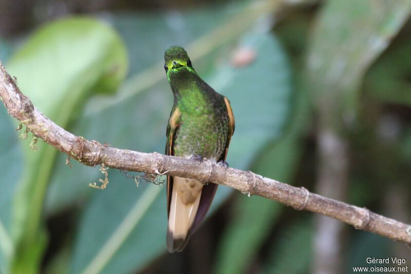 Buff-tailed Coronetadult