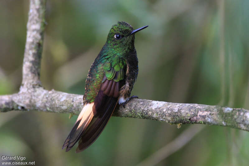 Colibri flavescentadulte, identification