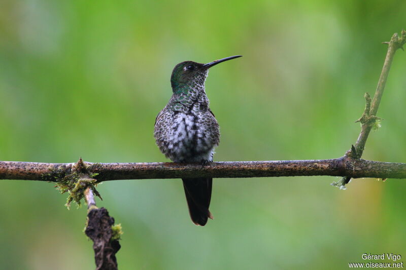 Many-spotted Hummingbirdadult