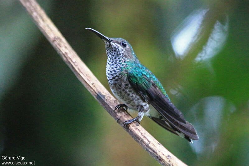 Colibri griveléadulte, identification