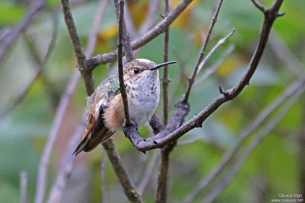 Bumblebee Hummingbird