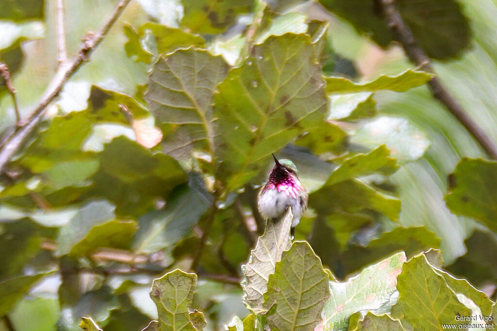 Bumblebee Hummingbird