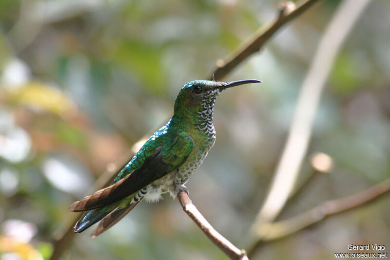 Colibri jacobin femelle adulte