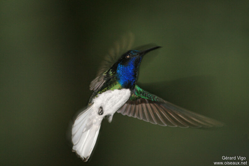 White-necked Jacobin male adult, Flight