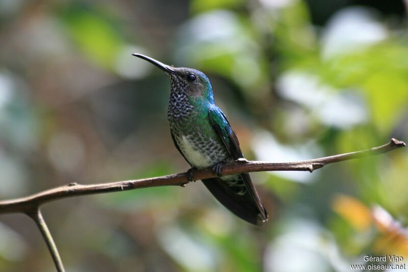 Colibri jacobin femelle adulte