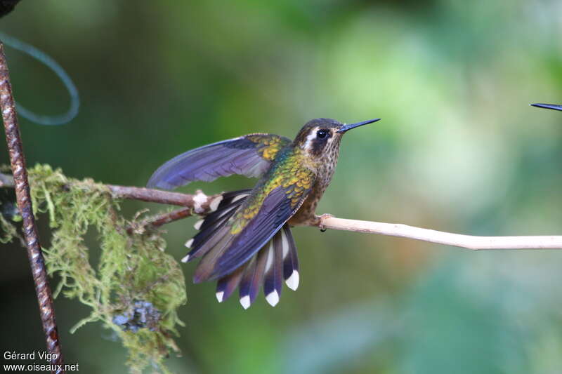 Speckled Hummingbirdadult, pigmentation, Flight