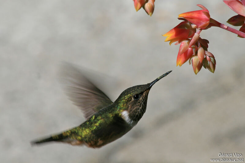 Colibri scintillant femelle adulte