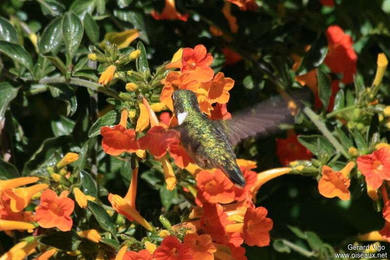 Scintillant Hummingbird female adult