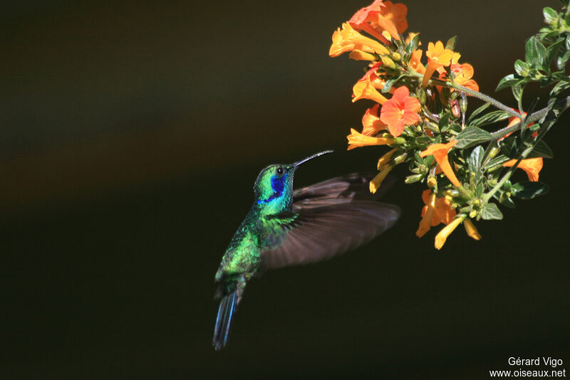 Colibri thalassinadulte, Vol