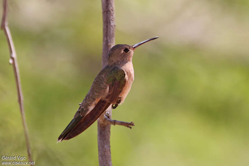 Colibri trompeuradulte, identification