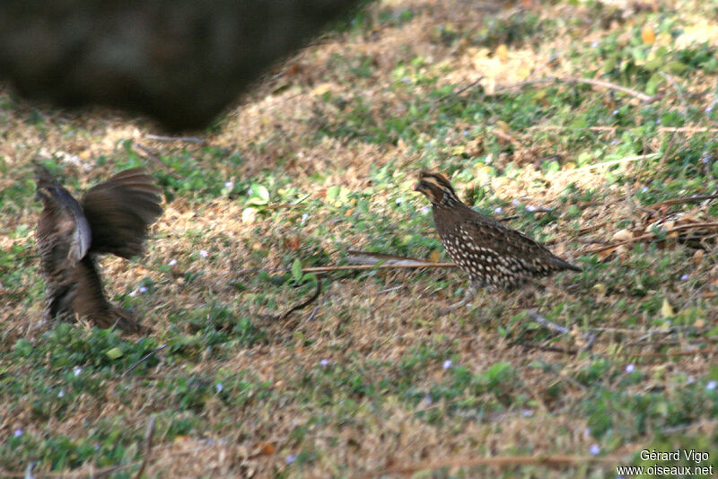 Crested Bobwhite male adult