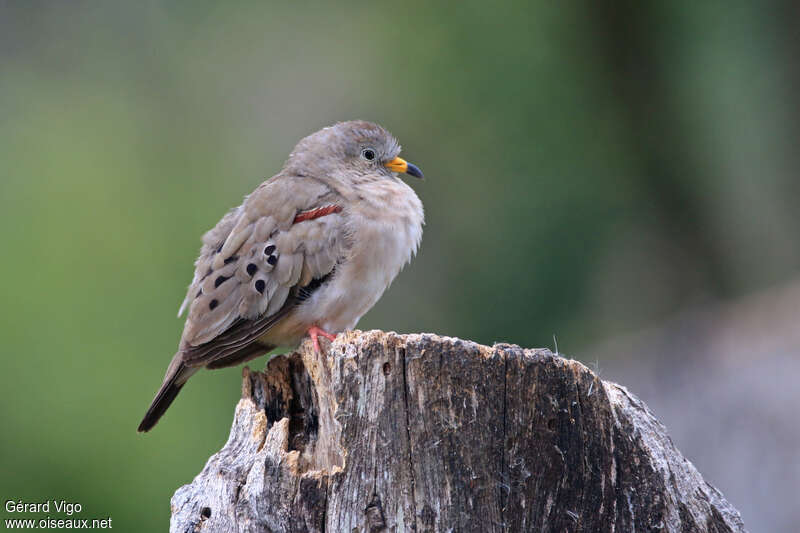 Colombe à bec jauneadulte, identification