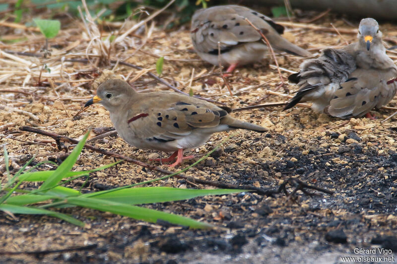 Croaking Ground Doveadult