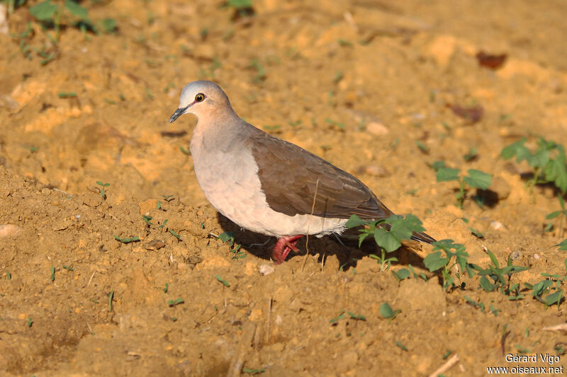 Grey-fronted Doveadult