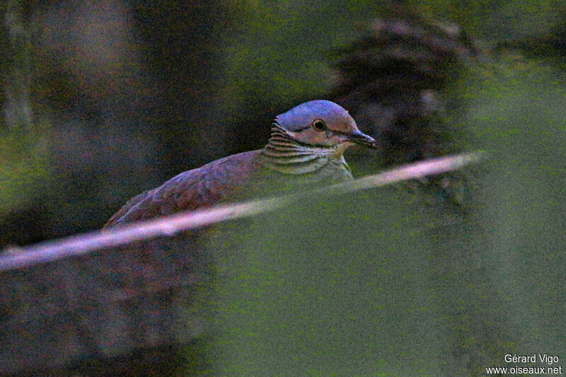 Colombe à gorge blancheadulte