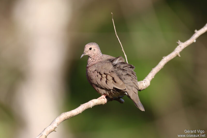 Common Ground Doveadult