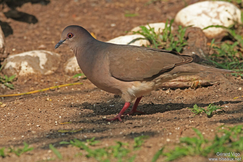 Colombe de Verreauxadulte