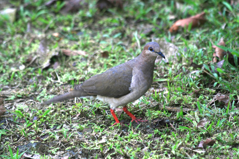 Colombe de Verreauxadulte