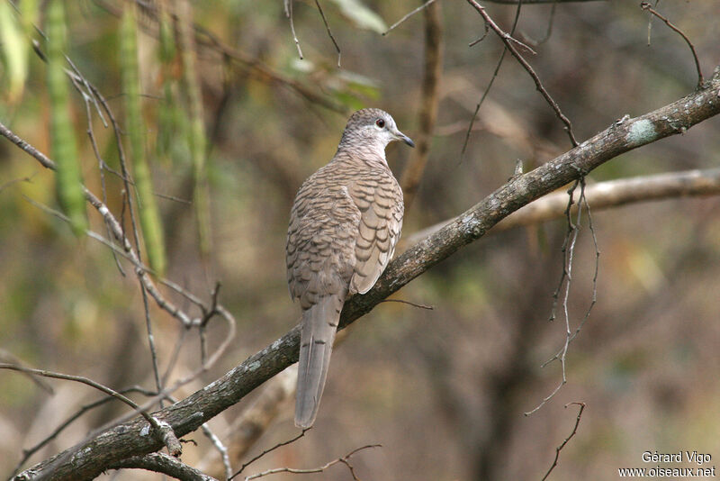 Inca Doveadult