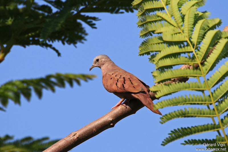 Ruddy Ground Doveadult