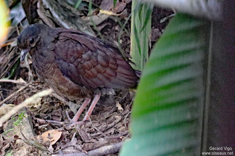 Ruddy Quail-Dove female adult