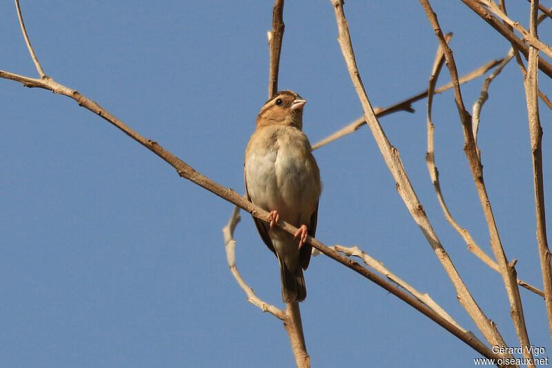 Village Indigobird female adult