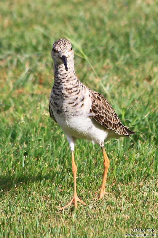 Ruff female adult