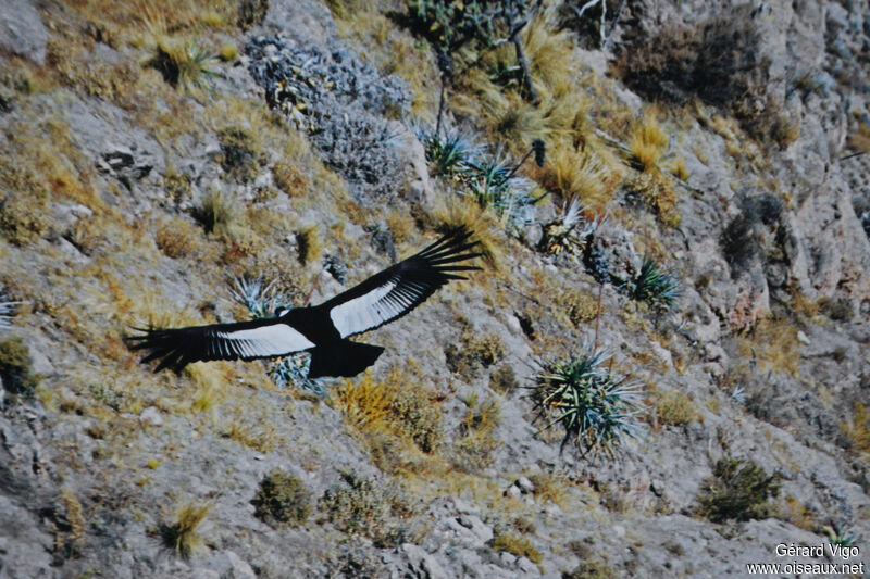 Condor des Andesadulte, Vol