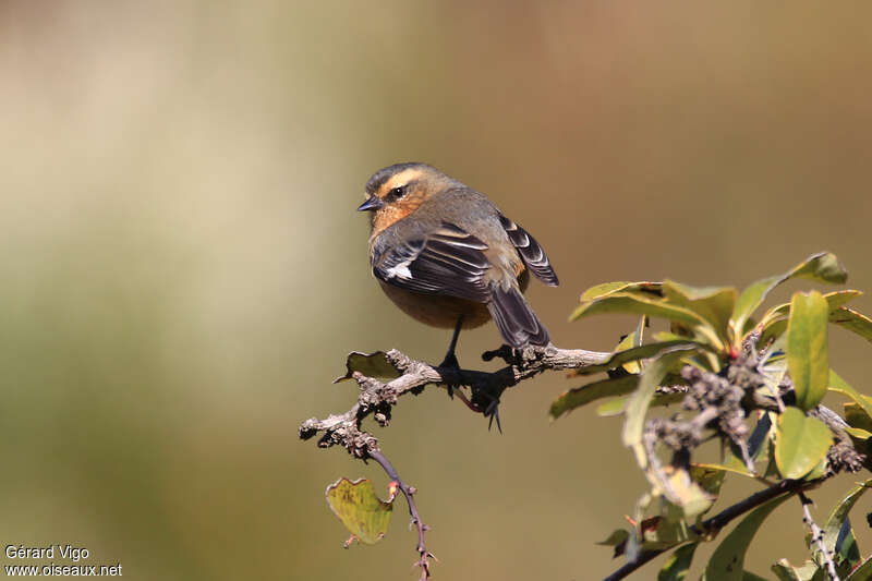 Cinereous Conebillimmature, identification