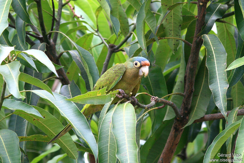 Orange-fronted Parakeetadult