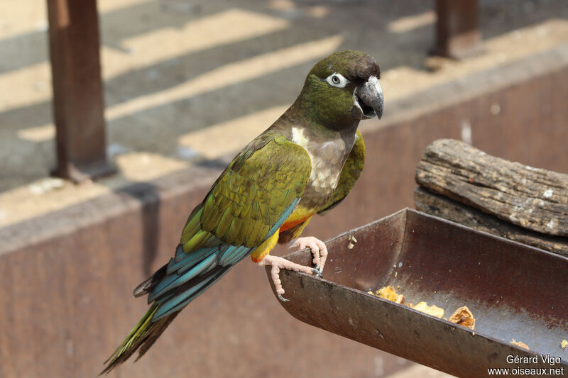 Conure de Patagonieadulte