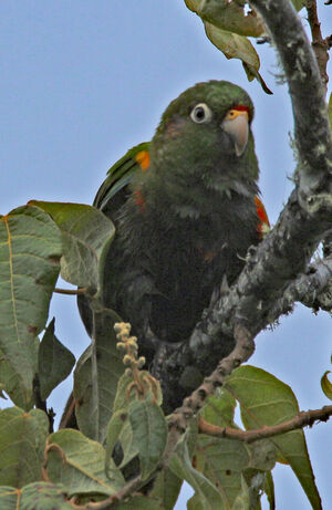 Conure de Santa Marta