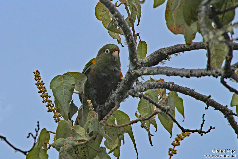 Santa Marta Parakeetadult