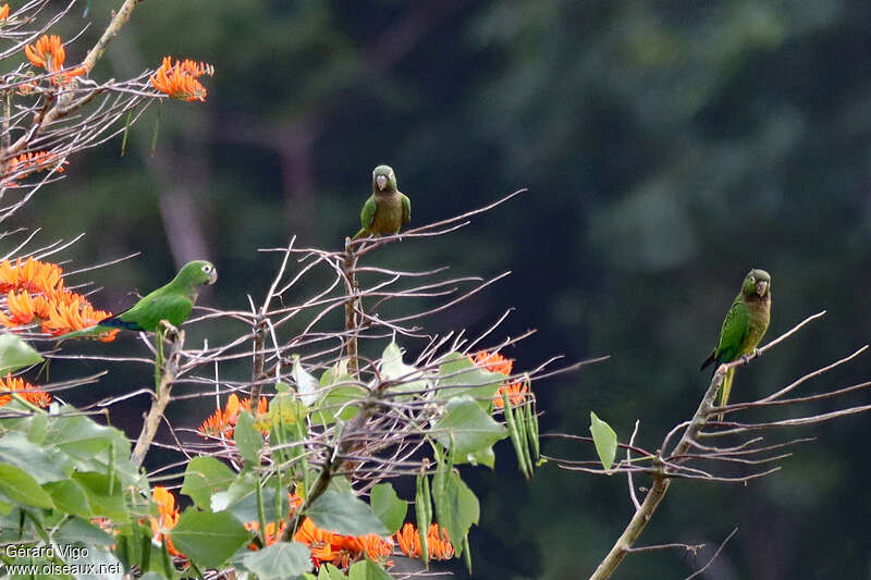 Conure naineadulte, habitat, pigmentation