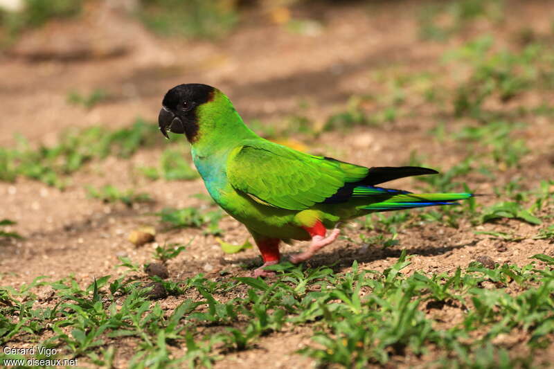 Nanday Parakeetadult breeding, identification