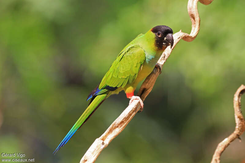 Conure nandayadulte nuptial, identification